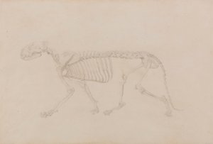 Esqueleto de Tigre, Vista Lateral (Estudo altamente acabado para o Quadro IV) de George Stubbs