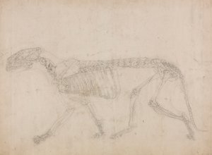 Esqueleto de Tigre, Vista Lateral (Provavelmente o estudo principal do esqueleto) de George Stubbs