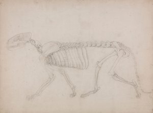 Esqueleto de Tigre, Vista Lateral de George Stubbs