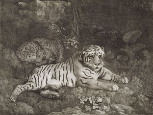 Dois Tygers, gravados pelo artista, pub. 1788 (gravura) de George Stubbs