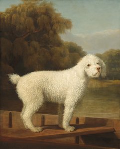 Poodle Branco em um Punt