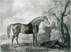 Brown Horse Mask, depois de George Stubbs, 1773 (mezzotint)