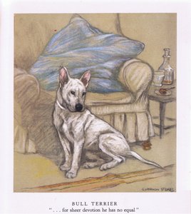 Bull Terrier (litografia a cores)