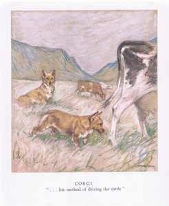 Corgi (litografia a cores)