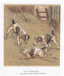 Fox Terriers (litografia a cores) de George Vernon Stokes