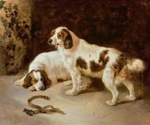 Spaniels de Brittany