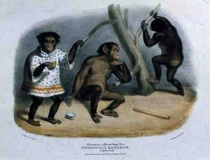 Chimpanzé ou Orang-Utan africano no Zoological Gardens, Regent