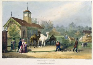A Casa do Camelo no Jardim Zoológico, Regent&39;s Park, gravado e pub. pelo artista, impresso por Charles Hullmandel (1789-1850), 1835