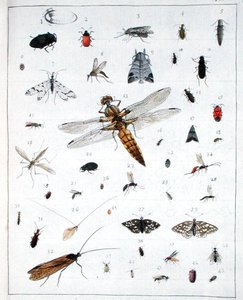Vários insectos, placa III de 
