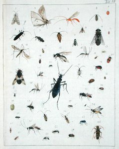 Vários insectos, placa VII de 