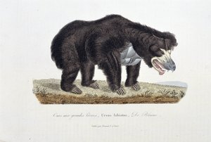 Placa de História Natural: Placa Zoológica representando o Urso com Grandes Lábios, Ursus labiatus, De Blaini - em "Completes of Buffon" do naturalista Georges Louis Leclerc, Conde de Buffon (1707 - 1788). Gravura a partir de 1837.