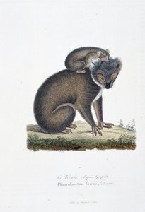 Placa de História Natural: Placa Zoológica representando Koala (depois de Griffith), Phascolarctos Fuscus - em "Completes of Buffon" pelo naturalista Georges Louis Leclerc, Conde de Buffon (1707 - 1788). Gravura a partir de 1837.