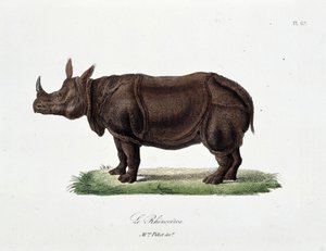 Placa de História Natural: Placa Zoológica representando Le Rhinoceros - em "Completes of Buffon" do naturalista Georges Louis Leclerc, Conde de Buffon (1707 - 1788). Gravura a partir de 1837.