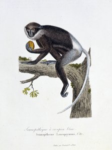 Placa de História Natural: Placa Zoológica representando o Semnopitheque White Rump, Semnopithecus Leucoprymnus, Otto - in "Completes of Buffon" do naturalista Georges Louis Leclerc, Conde de Buffon (1707 - 1788). Gravura a partir de 1837.
