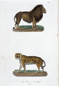 Placa de História Natural: Placa Zoológica representando o leão e o tigre - em "Completes of Buffon" do naturalista Georges Louis Leclerc, Conde de Buffon (1707 - 1788). Gravura a partir de 1837.