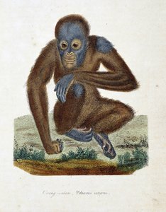 Placa de História Natural: Carta zoológica representando o Orang outan (orang outan, orang outang, orang outang), Pithecus satyrus - em "Completes of Buffon" pelo naturalista Georges Louis Leclerc, Conde de Buffon (1707 - 1788). Gravura a partir de 1837.