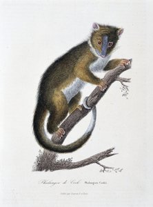 Placa de História Natural: Carta zoológica representando o Falanger de Cook (Phalangista Cookii) - em "Obras de Buffon" do naturalista Georges Louis Leclerc, Conde de Buffon (1707 - 1788). Gravura a partir de 1837.