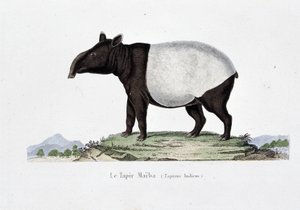 Placa de História Natural: Carta Zoológica representando Le Tapir Maiba (Tapirus Indicus) - em "Obras de Buffon" do naturalista Georges Louis Leclerc, Conde de Buffon (1707 - 1788). Gravura a partir de 1837.