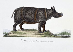 Placa de História Natural: Carta zoológica representando o Rinoceronte de Java (Rhinoceros Javanicus) - em "Completely Works of Buffon" do naturalista Georges Louis Leclerc, Conde de Buffon (1707 - 1788). Gravura a partir de 1837.