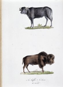 Quadro de história natural: Quadro zoológico representando 1. Búfalo e dois. Le bison - em "Obras completas de Buffon" pelo naturalista Georges Louis Leclerc, Conde de Buffon (1707 - 1788). Gravura a partir de 1837.