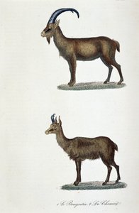 Quadro de história natural: Quadro zoológico representando 1. O Ibex e o 2. Le Chamois - em "Completes de Buffon" do naturalista Georges Louis Leclerc, Conde de Buffon (1707 - 1788). Gravura a partir de 1837.