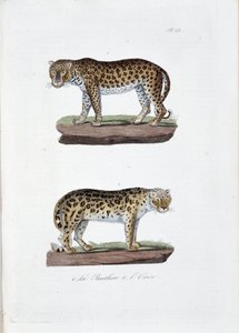 Naturgeschichtstafel: Zoologische Tafel, die 1. den Pangolin und 2. den Schneeleoparden darstellt - in „Complete Works of Buffon“ von Naturforscher Georges Louis Leclerc, Graf von Buffon (1707-1788). Gravur von 1837