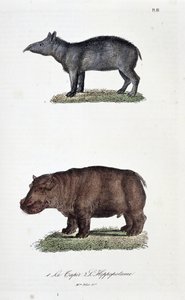 Quadro de história natural: Quadro zoológico representando 1. A Anta e 2. L