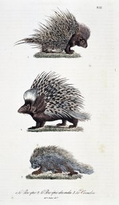 Quadro de história natural: Quadro zoológico representando 1. A carne de porco épica, 2. A carne de porco épica da Índia e 3. Le Coendou - em "Obras Completas de Buffon" do naturalista Georges Louis Leclerc, Conde de Buffon (1707 - 1788). Gravura a partir 