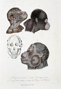 Quadro de história natural: Quadro zoológico representando 1. Chimpanzé jovem; 2. orangotango jovem (orangotango, orangotango, orangotango); 3. orangotango adulto; 4. guindaste do Pongo de Wurmb - em "Obras Completas de Buffon" do naturalista Georges Louis
