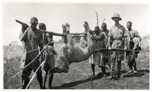 Leão em Bahr el Ghazal, Am Dafok, 1925 (impressão em gelatina prateada) de Georges-Marie Haardt