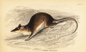 Gambá marrom de quatro olhos, Metachirus nudicaudatus. ,1841 (gravura)