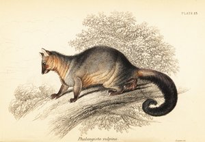 Gambá de cauda de escova comum, Trichosurus vulpecula. ,1841 (gravura)