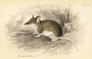 Dunnart comum, Sminthopsis murina. ,1841 (gravura) de Georges Robert Waterhouse