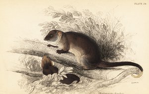 Eu posso ver o ringtail comum, Pseudocheirus peregrinus. ,1841 (gravura) de Georges Robert Waterhouse