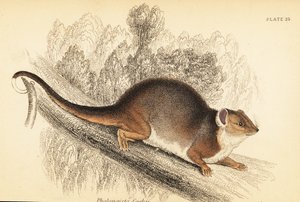 Eu posso ver o ringtail comum, Pseudocheirus peregrinus. ,1841 (gravura)