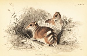 Bandicoot barrado oriental, Perameles gunnii.,1841 (gravura)