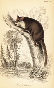 Planador Feathertail, Acrobates pygmaeus. ,1841 (gravura) de Georges Robert Waterhouse