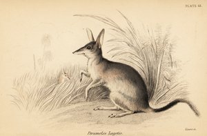 Grande bilby, Macrotis lagotis. Ameaçado de extinção. ,1841 (gravura)