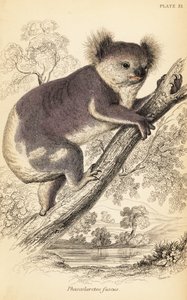 Koala, Phascolarctos cinereus.,1841 (engraving) de Georges Robert Waterhouse