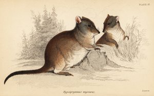 Potoroo de nariz longo, Potorous tridactylus tridactylus,1841 (gravura)