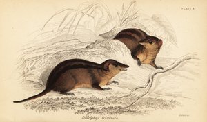 Gambá do Norte com três riscas, Monodelphis americana. ,1841 (gravura)
