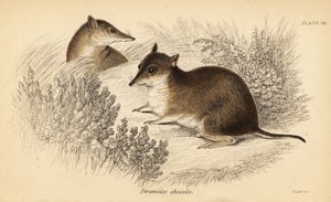 Bandicoot marrom do sul, Isoodon obesulus. Ameaçadas de extinção. ,1841 (gravura) de Georges Robert Waterhouse