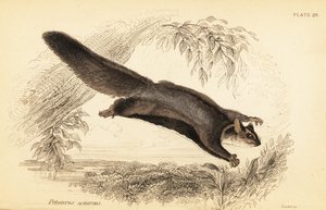 Esquilo planador, Petaurus norfolcensis.,1841 (gravura) de Georges Robert Waterhouse