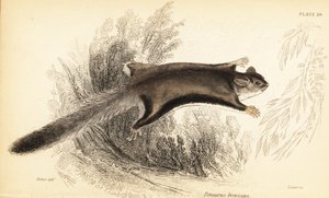 Planador de açúcar, Petaurus breviceps., 1841 (gravura)