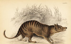 Tasmanian tiger, Thylacinus cynocephalus. Extinto. ,1841 (gravura)