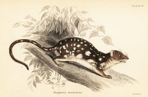 Tiger quoll, Dasyurus maculatus.,1841 (gravura)