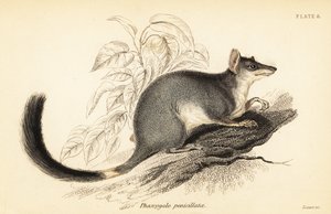 Tuan ou wambenger comum, Phascogale tapoatafa. ,1841 (gravura) de Georges Robert Waterhouse