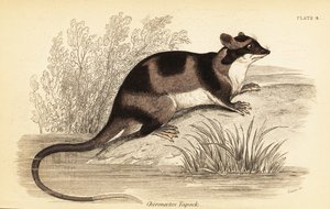 Gambá de água ou yapok, Chironectes minimus. ,1841 (gravura)