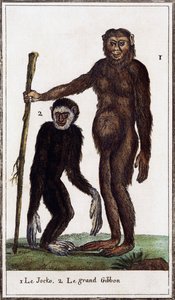 Jocko, chimpanzé ou gibão, ilustração de Histoire naturelle, de Georges-Louis Leclerc Count of Buffon (1707-1788), gravura em aguarela