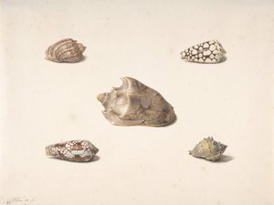 Cinco Conchas, s.d.. de Georgius Jacobus Johannes van Os